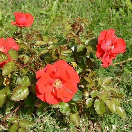 Feriegård Casale Fusco *