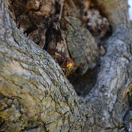 Casale Fusco Feriegård Spoleto